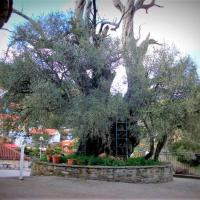 Η Ιερή αγριελιά πίσω από το ναό της Αγίας Παρασκευής Μεγάρχης Άρτας