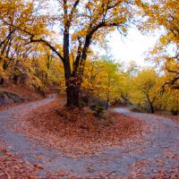 Το καστανοδασος μέσα στο χωριό
