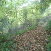 Μονοπατι προς το δασος